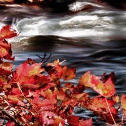 Season Photo fall photo artistic photo warm colors river 8x12"
