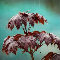 Rain photo spring raindrops maple home decor teal 8x10" print