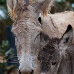 Animal photo donkey family baby close up 8x12" print