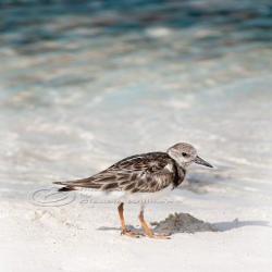 Beach photo lonely bird ocean cute close-up teal 10x10" print