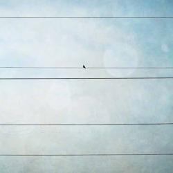 Bird on wire photo grunge teal whimsical print 8x12"