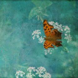 Butterfly photo nursery decor art photo mint green orange white 8x10" print